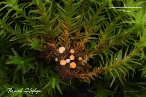 Octospora-affinis_7786201MH40227-8