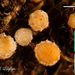 Octospora-affinis_20140227MH7805-8