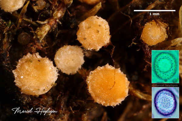 Octospora-affinis_20140227MH7805-8