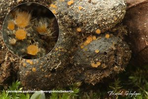 Lasiobolus-papillatus-Dwergborstelbekertje_20140306MH7872-8