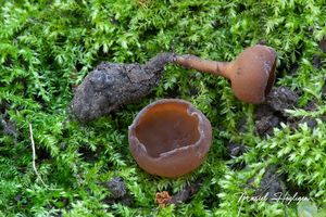 Sclerotinia-sclerotiorum-Gewoon-knolkelkje_20140306MH7850-8