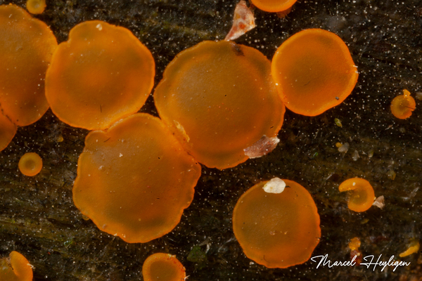 Orbilia-delicatula-Niersporig-wasbekertje_20140306MH7899