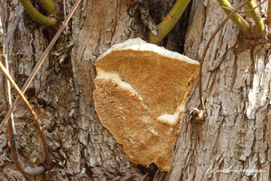 Trametes-suaveolens-Anijskurkzwam_20140313MH7905-8