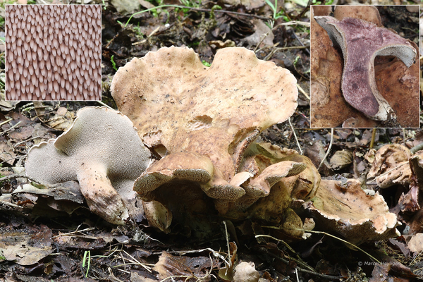 Sarcodon-joeides-Avondroodstekelzwam_20170810MH7709-8