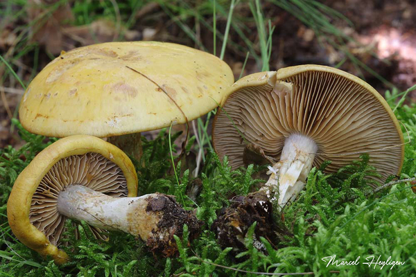 Cortinarius-delibutus-Okergele-gordijnzwam_20170810MH7683_8