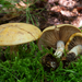 Cortinarius-delibutus-Okergele-gordijnzwam_20170810MH7677-8