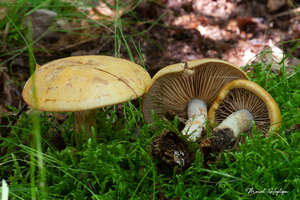 Cortinarius-delibutus-Okergele-gordijnzwam_20170810MH7677-8