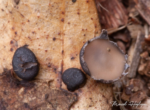 Coccomyces-tumidus-Eikenkronkelstafje_20170907MH7891-8