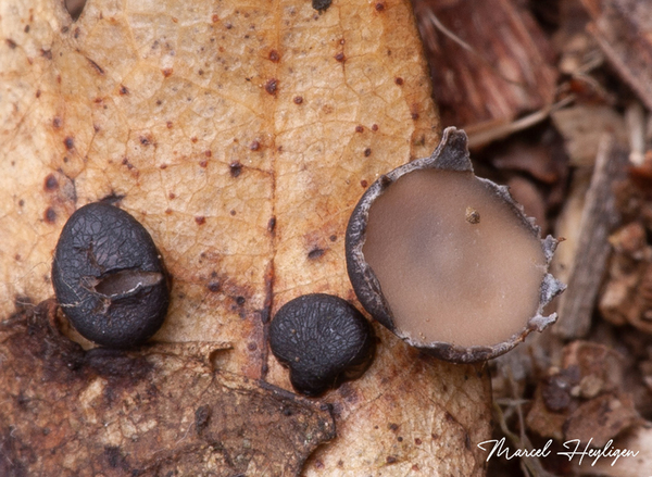 Coccomyces-tumidus-Eikenkronkelstafje_20170907MH7891-8