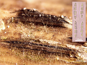 Setoseptoria-arundinacea_Rietstippelkogeltje_20250807MH048054-8