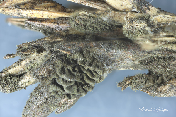 Epicoccum-andropogonis_20251016MH7507-8