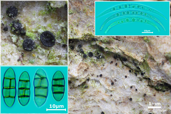 Strickeria-kochii_20250905MH7016-groep-8