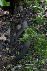 Xylaria polymorpha-Houtknotszwam_20130808MH4520S9