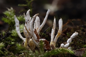 Cordyceps farinosa-Bepoederde rupsendoder_20130808MH4569S-9