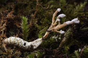 Cordyceps farinosa-Bepoederde rupsendoder_20130808MH4591S9