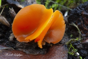 Aleuria aurantia-Grote oranje bekerzwam_20131114MH7025P9