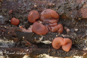 Ascocoryne cylichnium-Grootsporige paarse knoopzwam_7550MH2013121