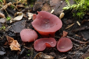 Ascocoryne cylichnium — Grootsporige paarse knoopzwam_20131212M