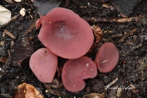 Ascocoryne cylichnium — Grootsporige paarse knoopzwam_20131212M