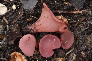 Ascocoryne cylichnium — Grootsporige paarse knoopzwam_20131212M