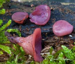 Ascocoryne cylichnium — Grootsporige paarse knoopzwam_20131212M