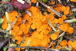 Byssonectria-aggregata=fusispora-Klein-oranje-zandschijfje_201312