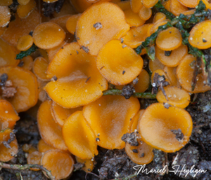 Byssonectria-deformis-Geel-zandbekertje_20131212MH7438-1