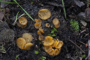 Cheilymenia crucipila-Gaffelborstelbekertje_201309226160P