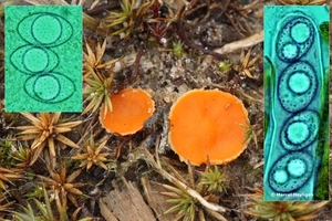 Neottiella-vivida_Wratsporig-mosbekertje_20131226MH7581