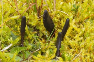 Glutinoglossum glutinosum_Kleverige aardtong_2013721128G9