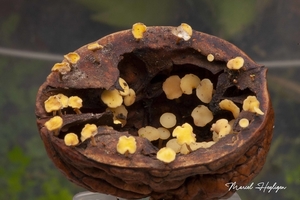 Hymenoscyphus fructigenus-Eikeldopzwam_20131017MH6796L9