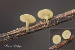 Rutstroemia luteovirescens-Esdoornstromakelkje_20131017MH6779L9