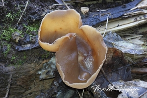 Peziza varia-Grote houtbekerzwam_20131212MH7460S