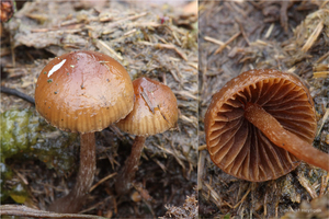 Psilocybe-sp-Slijmrandkaalkopje_7568MH20131226-6