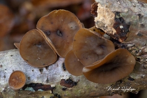 Rutstroemia firma-Eikentakstromakelkje_20131031MH6963L9