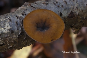 Rutstroemia firma-Eikentakstromakelkje_20131031MH6966L9