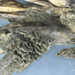 Epicoccum-andropogonis_20251016MH7507-8