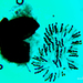 Triangularia pauciseta_20250821MH0094-1