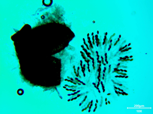 Triangularia pauciseta_20250821MH0094-1
