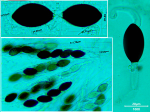 Triangularia pauciseta_20250821MH0115