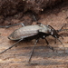 Kettingschalebijter_Carabus granulatus_20150212MH0987