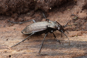 Kettingschalebijter_Carabus granulatus_20150212MH0987