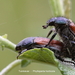 Tuinkever 20090531_5761 05