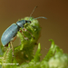 Phyllobius-sp-Snuitkever-sp_MH20110428_031122-6Ke