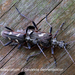 Rhagium-bifasciatum 20100506_MH_021071-04 Gevlekte dennenboktor