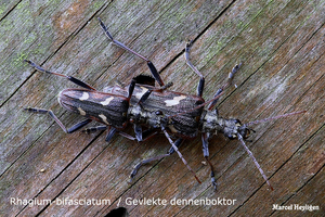 Rhagium-bifasciatum 20100506_MH_021071-04 Gevlekte dennenboktor