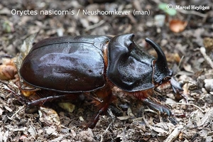Oryctes nasicornis MH_20100624_023969-06 Neushoornkever