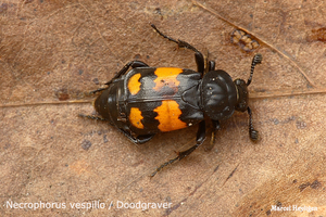 Necrophorus vespillo 20100521_MH_021423-04 Doodgraver