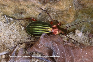 Carabus-auronitens-Goudglanzende-loopkever-MH20110402_030553-6Ke