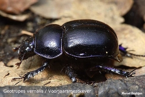 Geotrupes vernalis 20100521_MH_021406-06 Voorjaarsmestkever